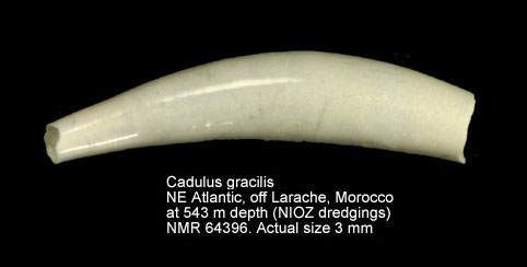 Cadulus gracilis.jpg - Cadulus gracilisJeffreys,1877